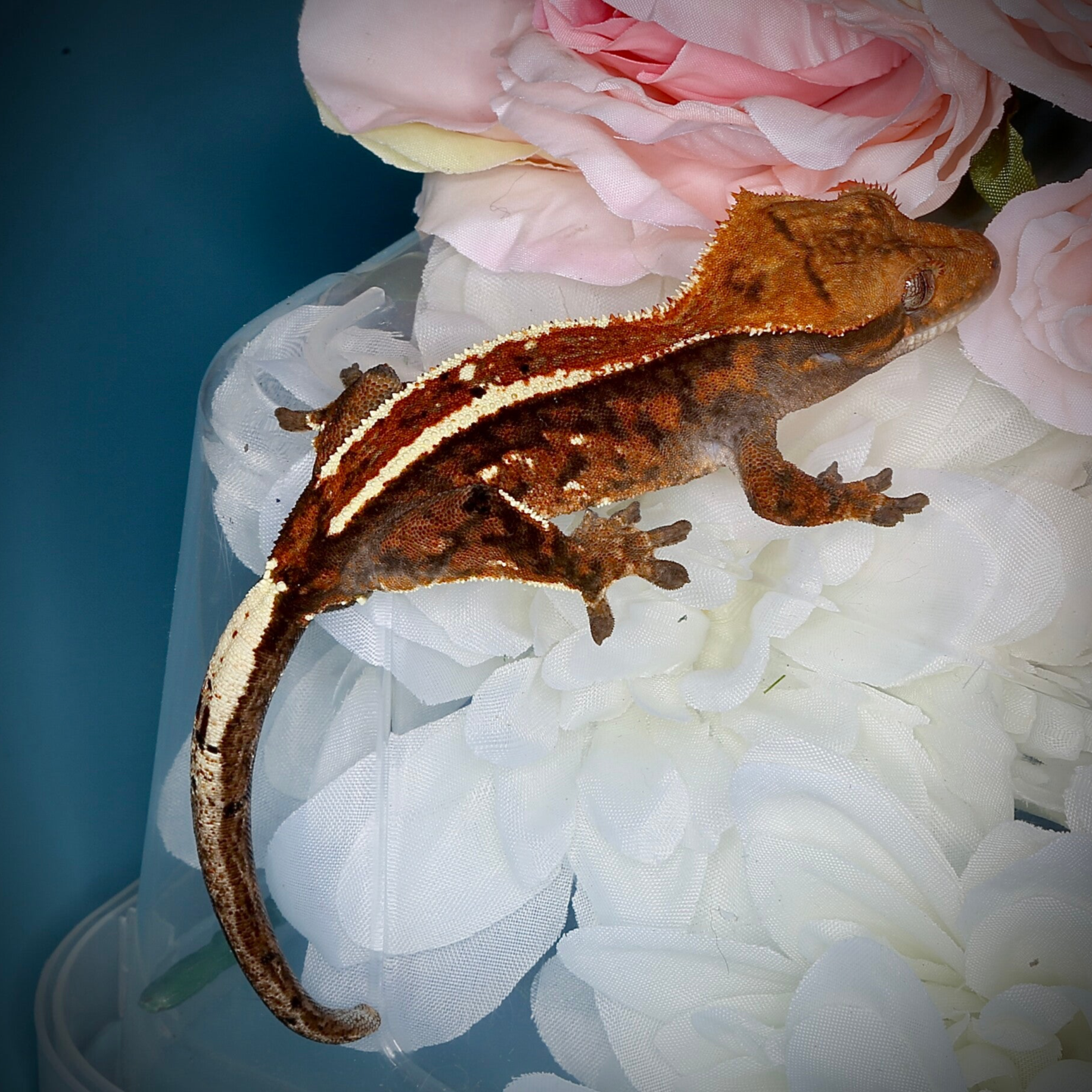 AUKR4 - 1.0 Cappuccino