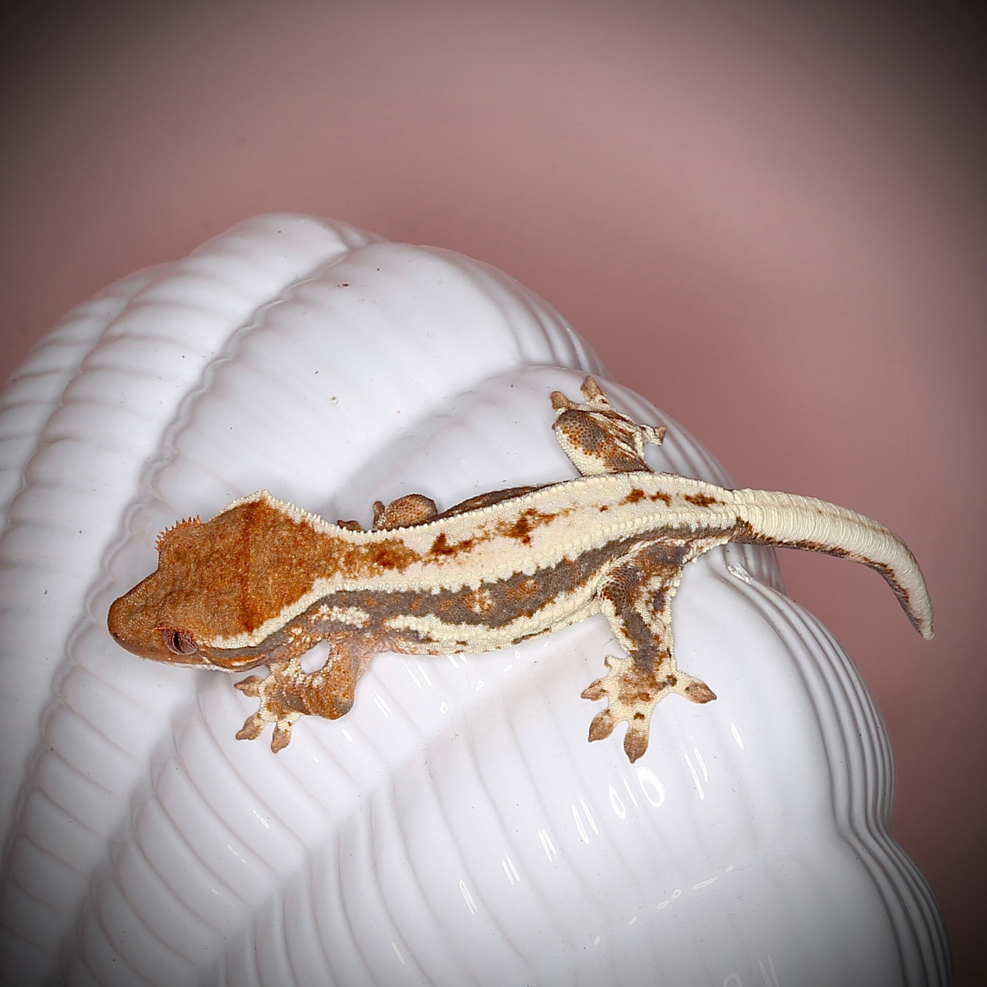 AUKR8 - poss.0.1 Frappuccino