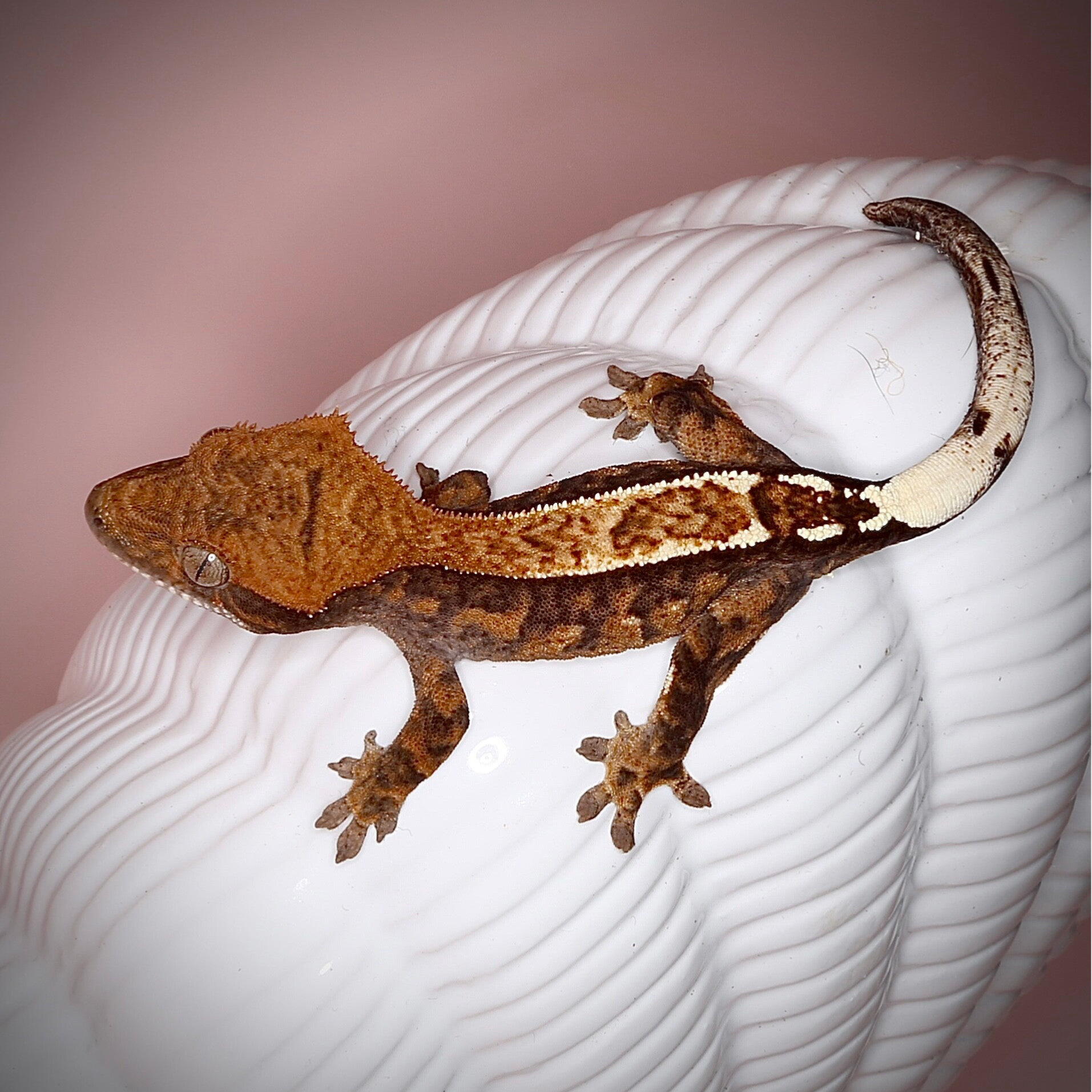 CHEKR5 - 1.0 Cappuccino - PET ONLY