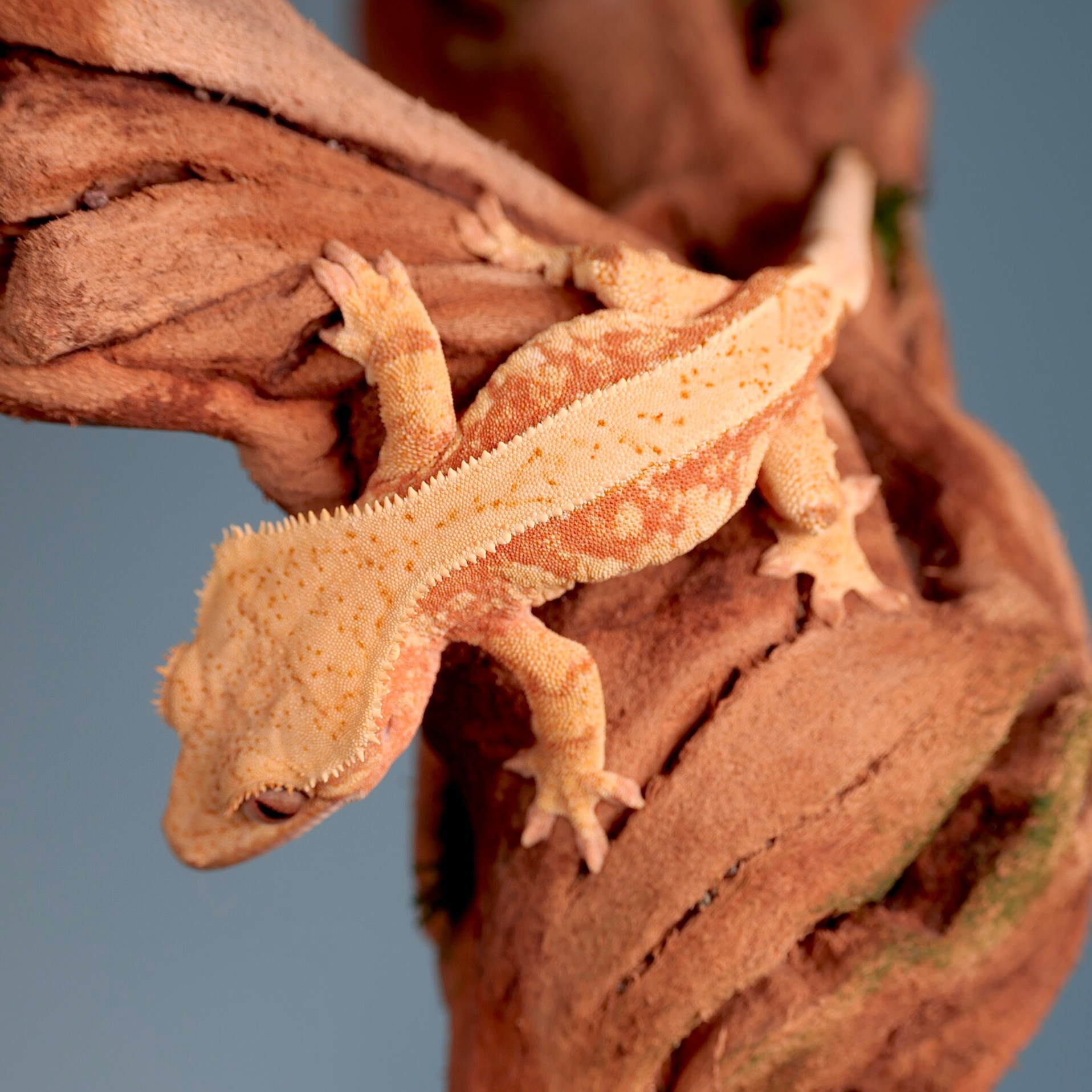 POBU 8 - red Harlequin het Phantom