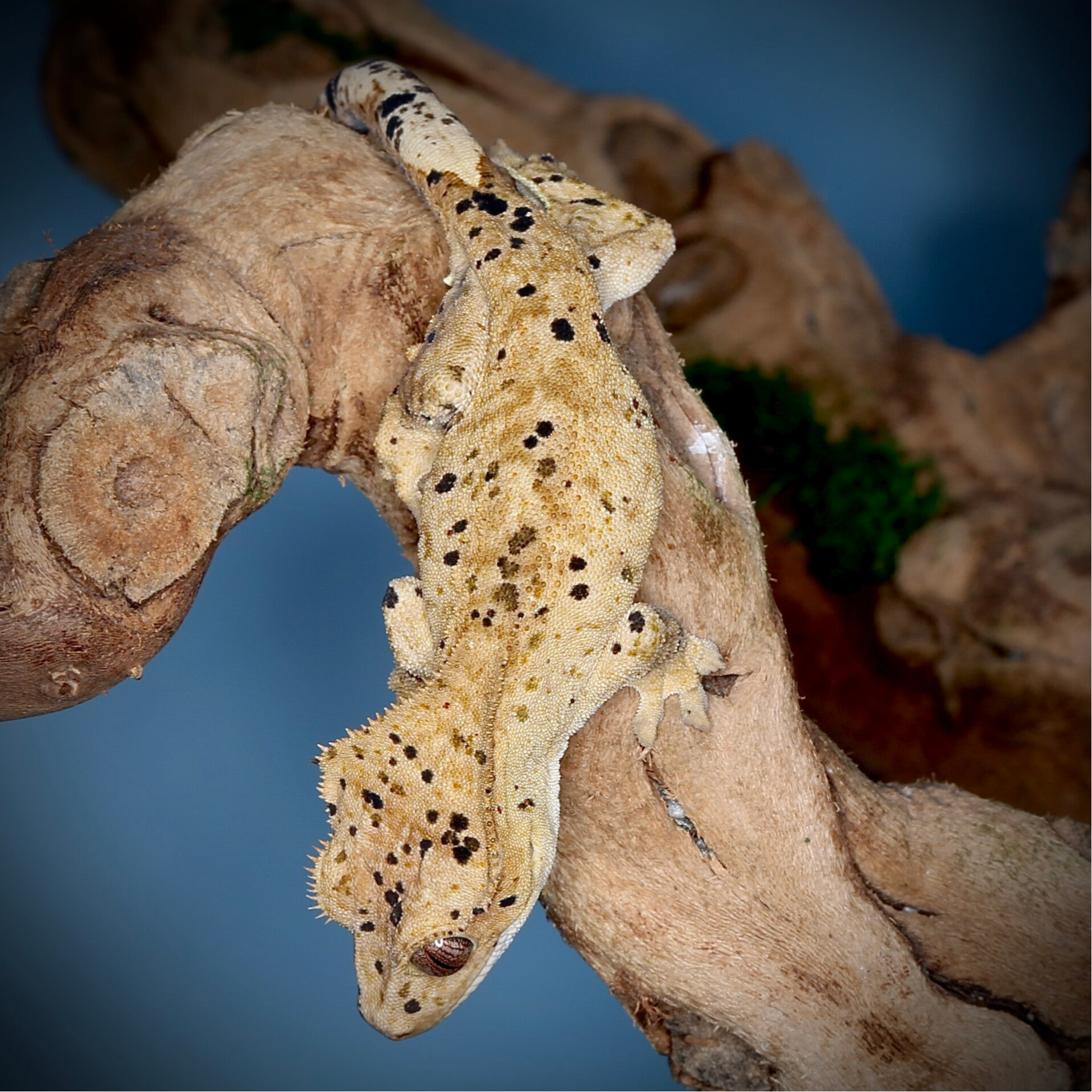 Potato - 1.0 yellow Brindle Superdalmatian