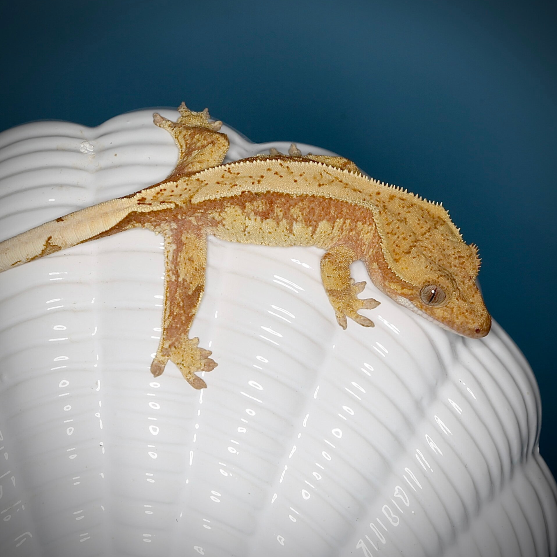 POBU 8 - poss.0.1 red Harlequin het Phantom