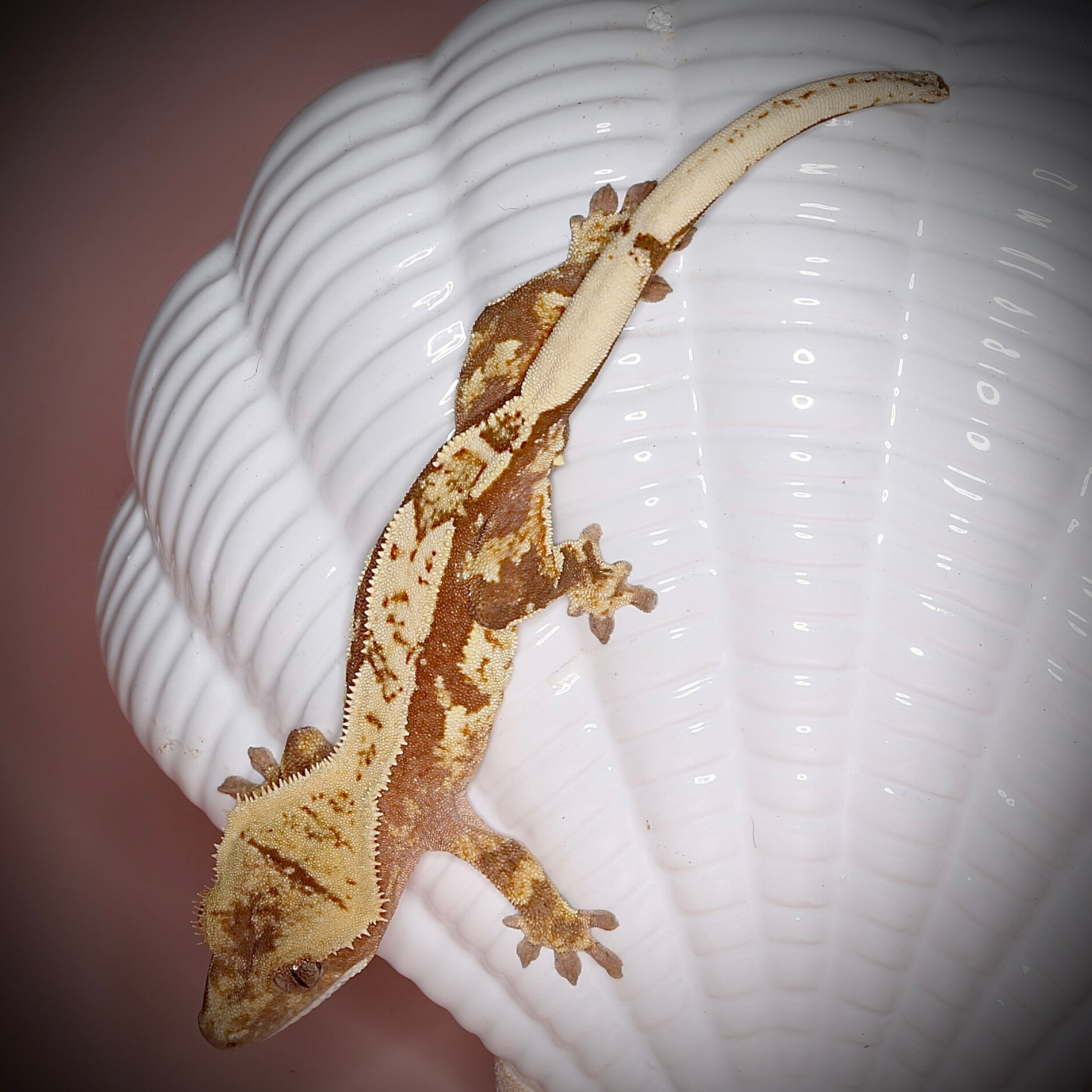 Motte - 1.0 red Harlequin het Phantom