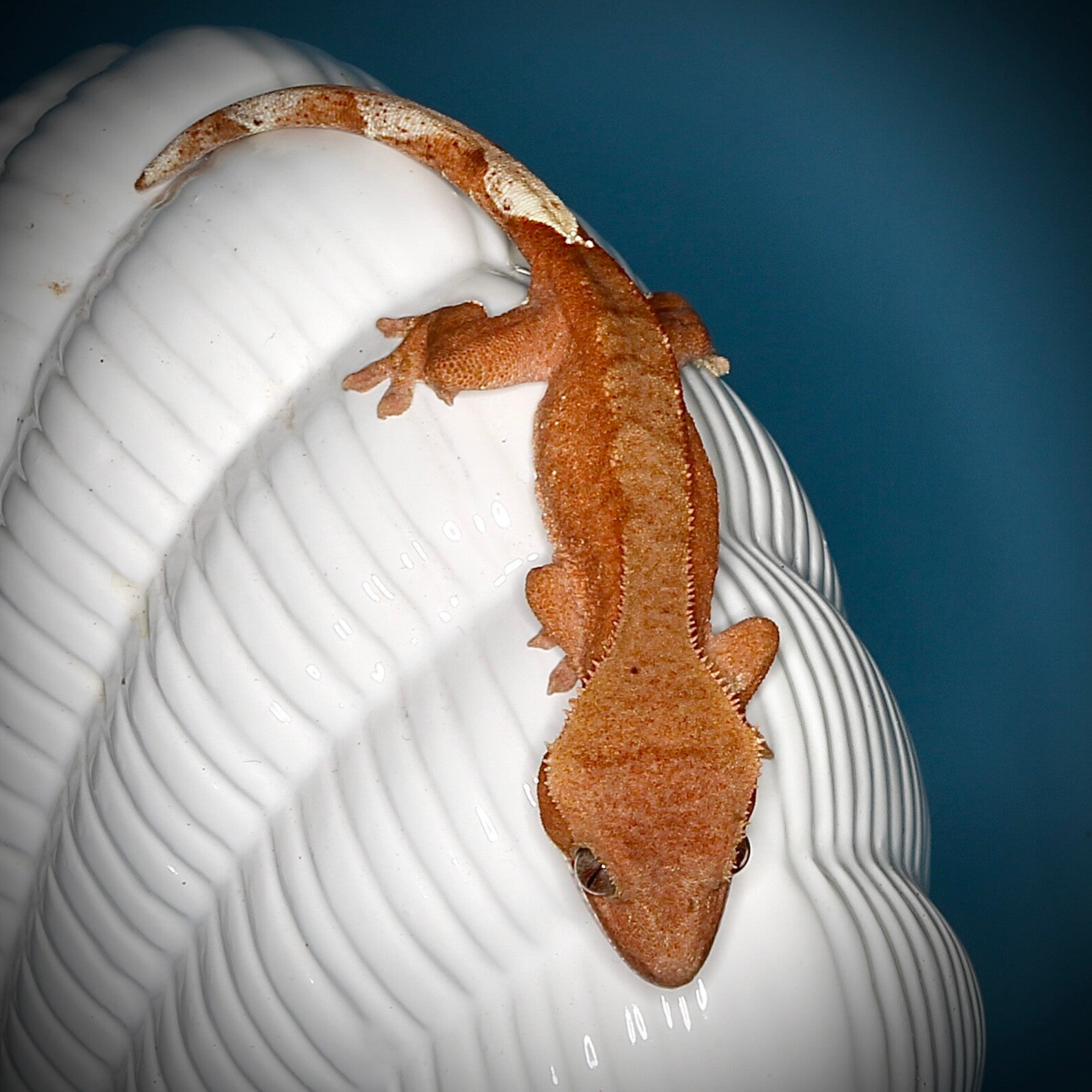 Poss. 0.1 red Phanom