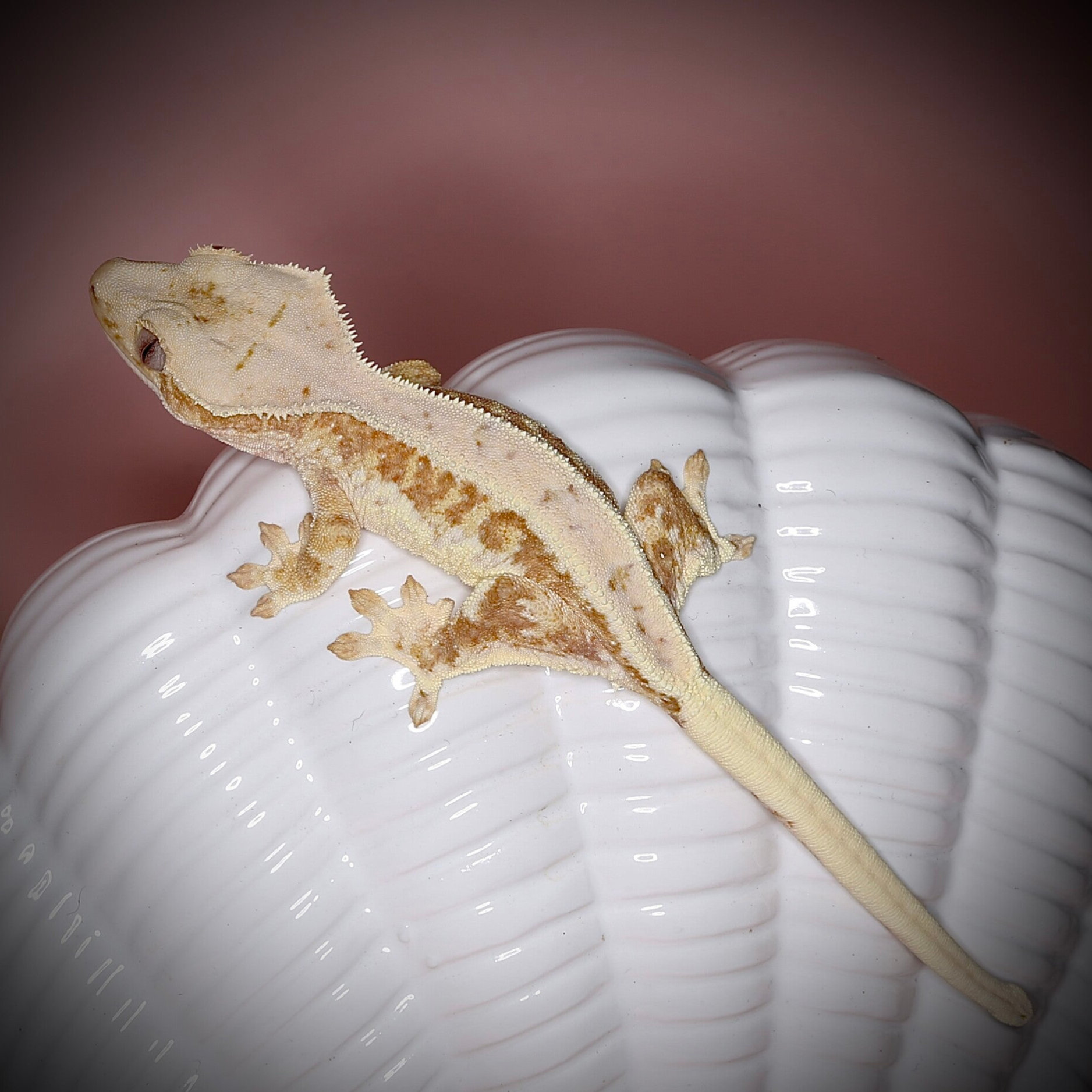 Wave - 1.0 red tricolor Lilly White