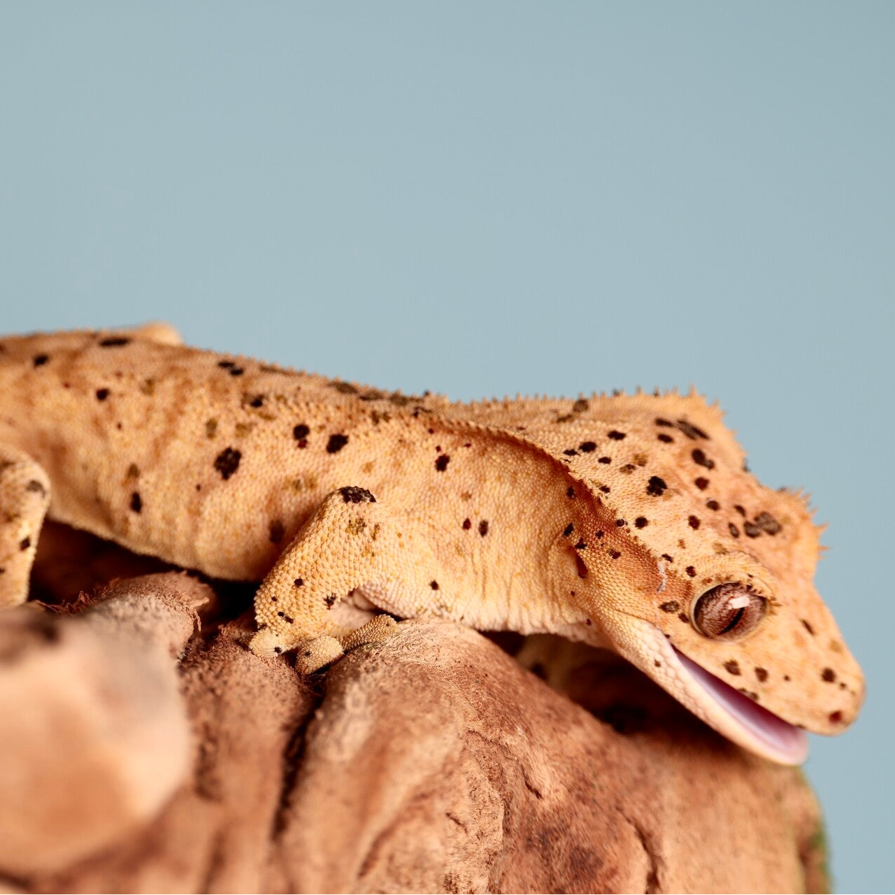 Potato - 1.0 yellow Brindle Superdalmatian