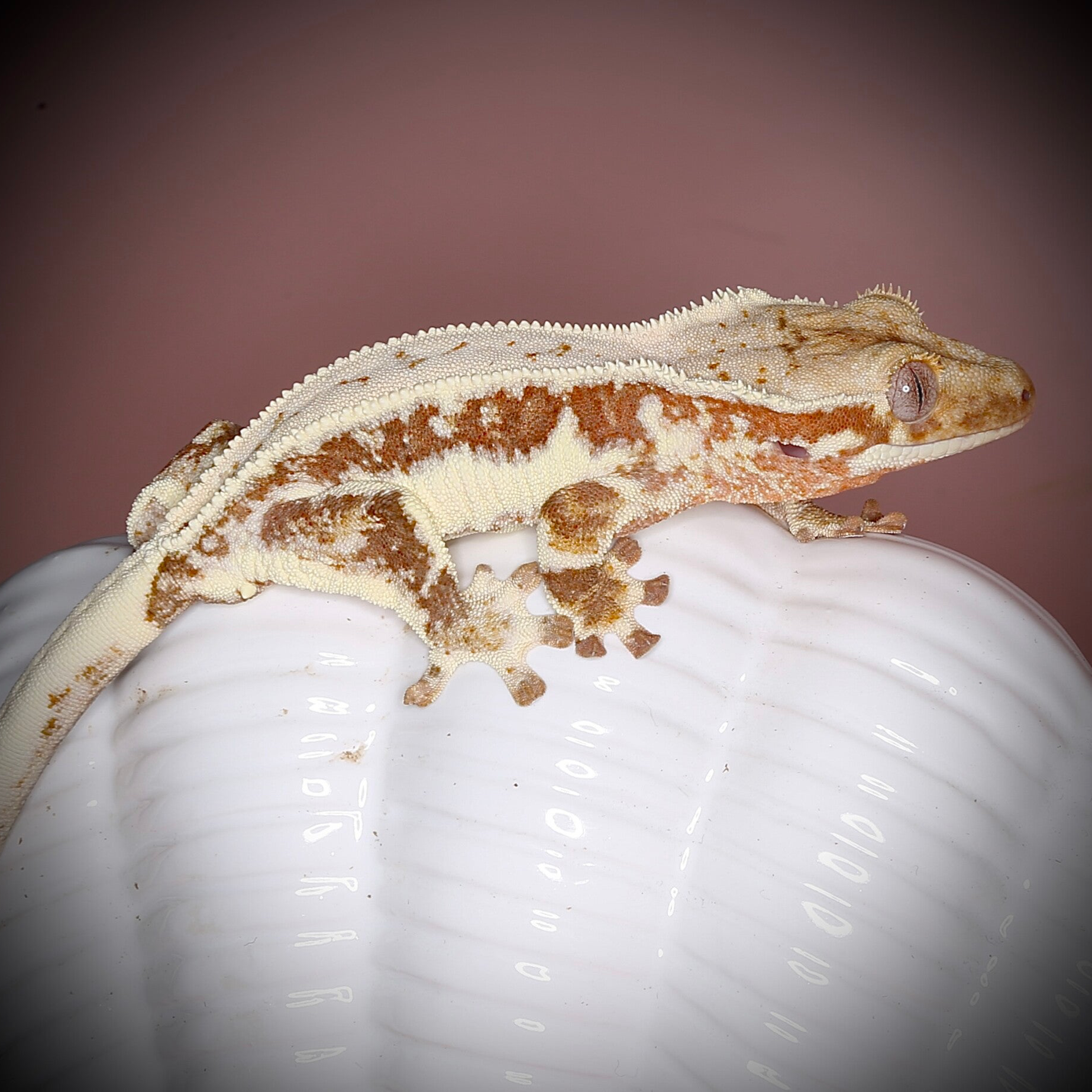 POBU4 - 1.0 red trippy Lilly White