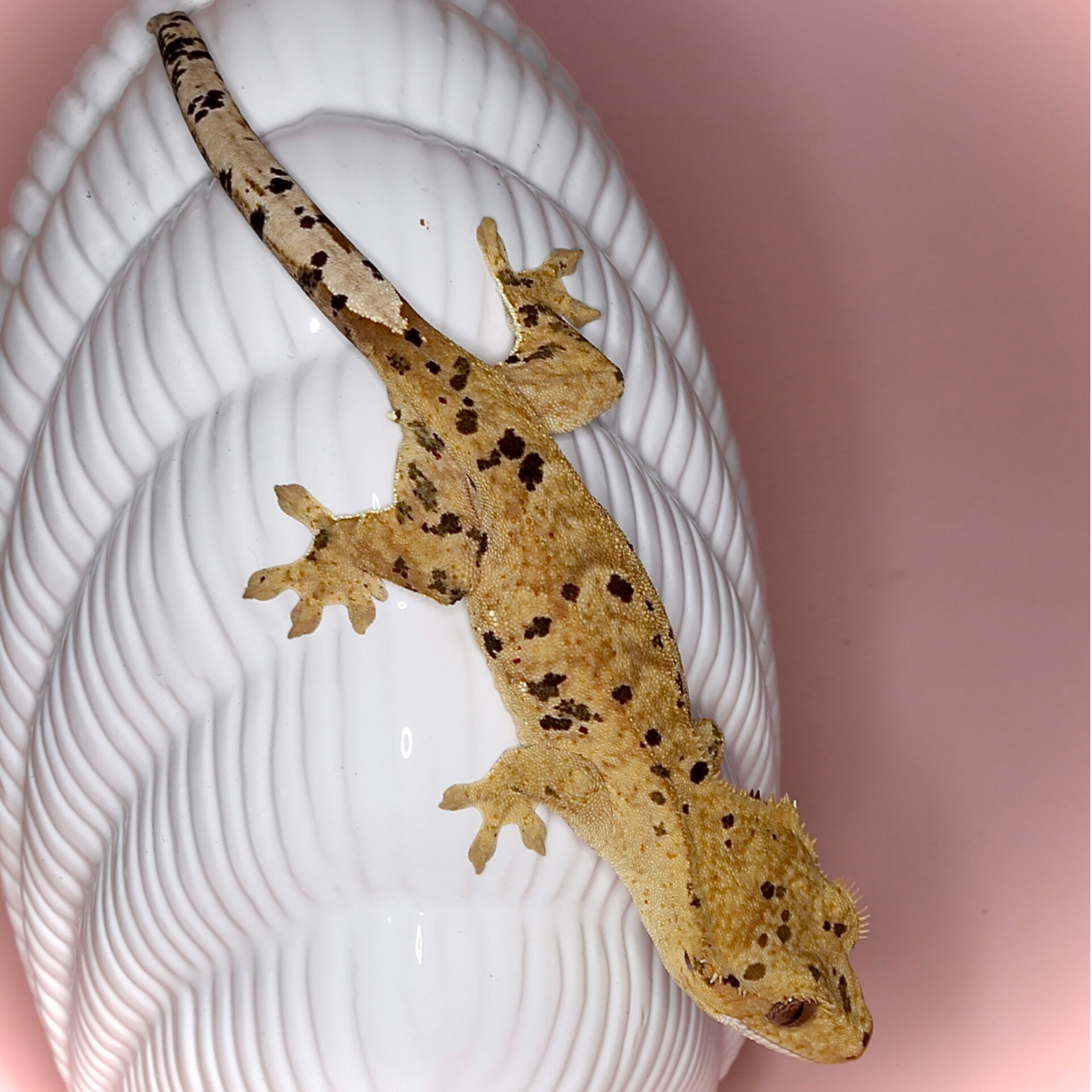 Pumpkin - 1.0 Yellow Inkspot Superdalmatian