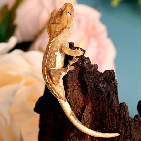 EMKE5 - 0.0.1 100% het Axanthic Lilly White