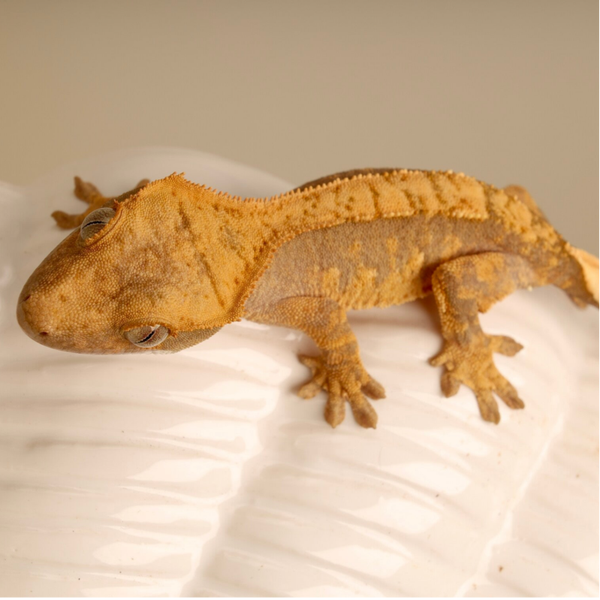 EMKE7 - 0.0.1 100% het Axanthic Harlequin poss. Red