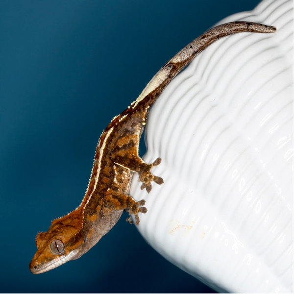 AUKR 5 - 1.0 Cappuccino