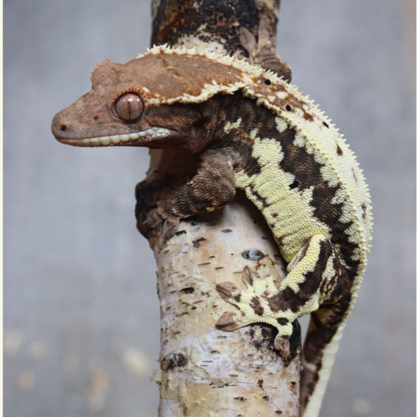 CHESS - 0.1 Frappuccino - PET ONLY