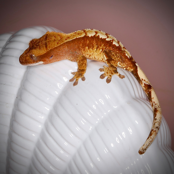 NACL8 - 0.0.1 red Harlequin het Phantom