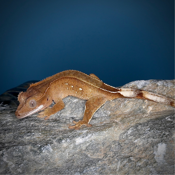 MEAI 5 - 0.0.1 red Phantom 66 % het Axanthic