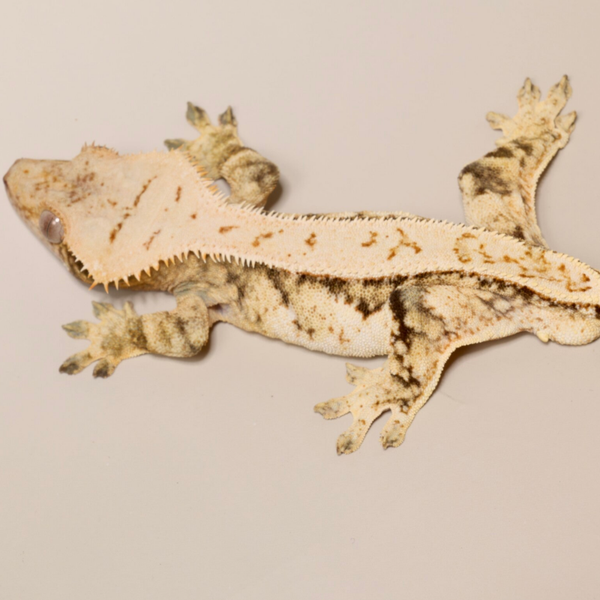 Ontu - Breeder Release - 1.0 Extreme HQ Tricolor