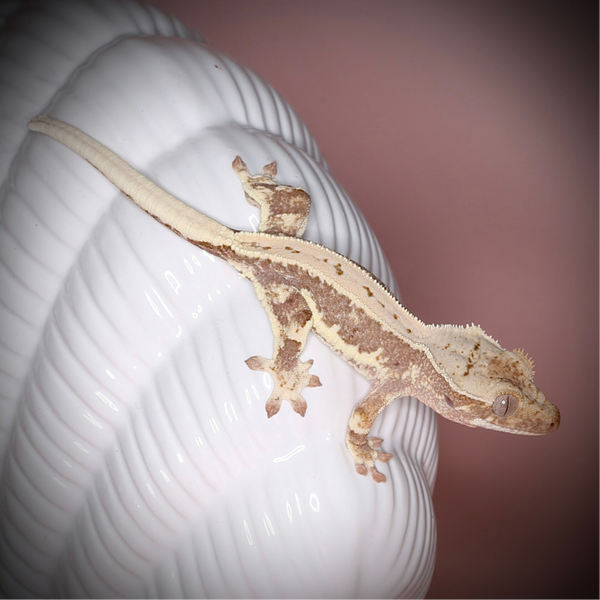 POBU5 - 1.0 red Tri Lilly White