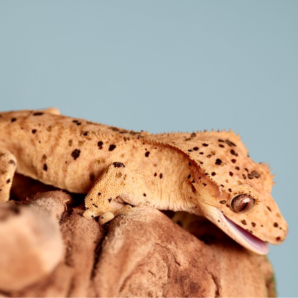 Potato - 1.0 yellow Brindle Superdalmatian