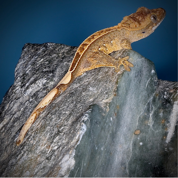 MEAI 6 - 0.0.1  66 % het Axanthic.