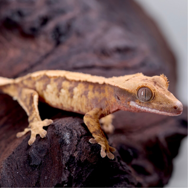 BION6 - 0.0.1 Extreme Harlequin Tricolor