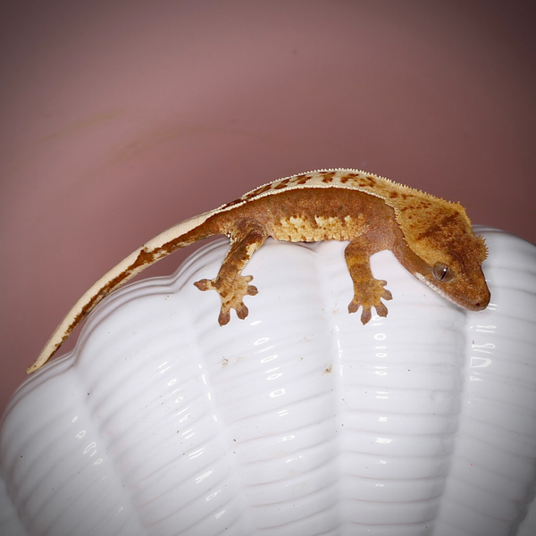 NACL7 - poss. 0.1  Red Harlequin