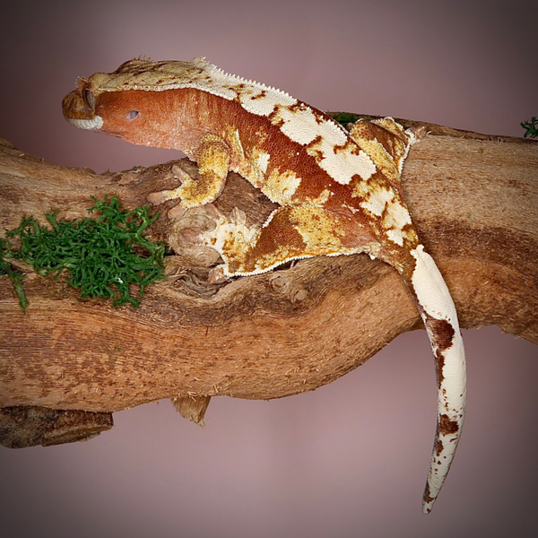 NACL3 - 0.1 red Tricolor Harlequin