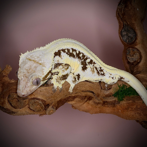 Casanova - 1.0 Lilly White