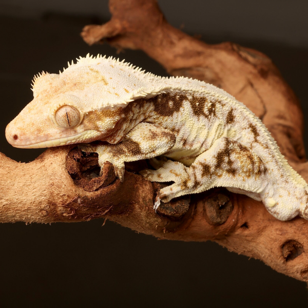Buttercake - 1.0 Lilly White - Breeder Release