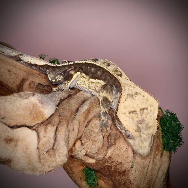 Boo - 1.0 Tangerine Quad Stripe