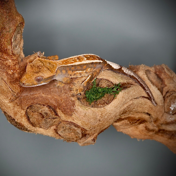 AUKR4 - 0.0.1 Cappuccino