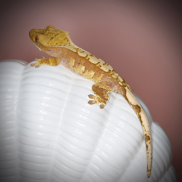 NACL1 - 0.0.1 red Harlequin het Phantom