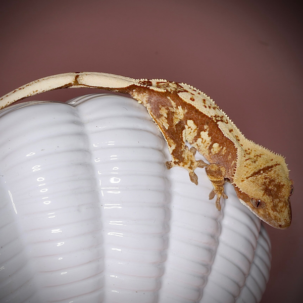 NACL4 - 1.0 red Harlequin het phantom