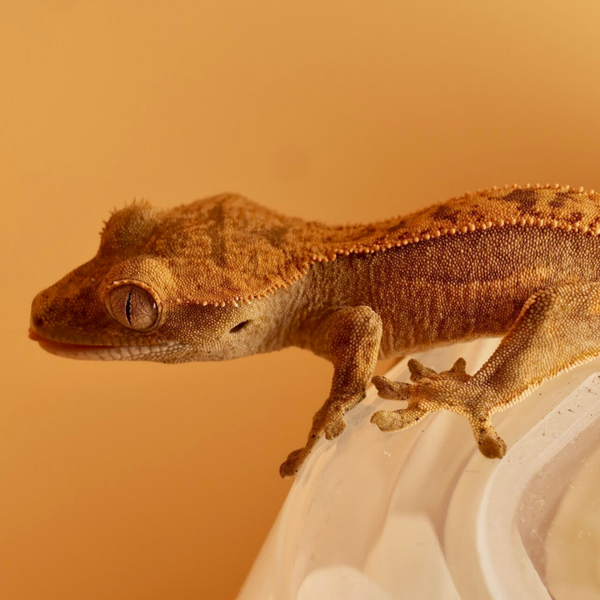 ELCO1 - 0.0.1 Tangerine poss. Hypo