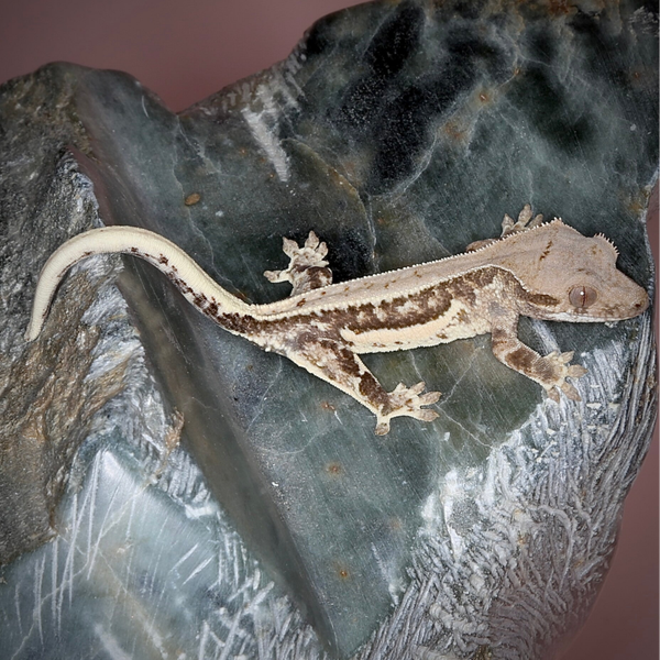 AUKR9 - 0.0.1 Frappuccino