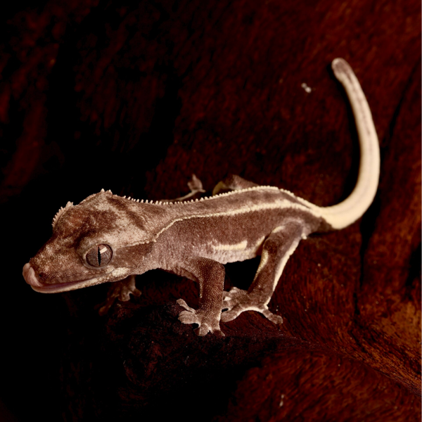 EMKE 10 - 0.0.1 visual Axanthic Phantom Lilly White
