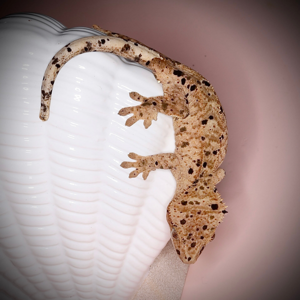 Freckles - 1.0 Yellow Superdalmatian