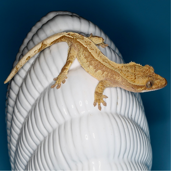 POBU 8 - poss.0.1 red Harlequin het Phantom