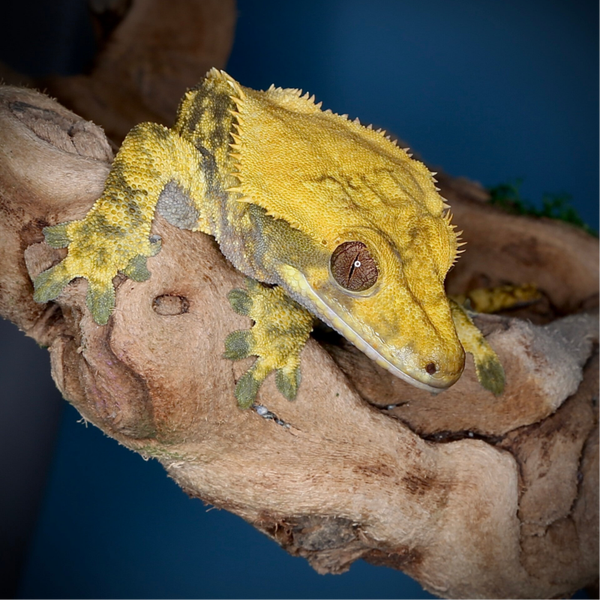 Yellow Cap - 1.0 Extreme Harlequin poss. Hypo