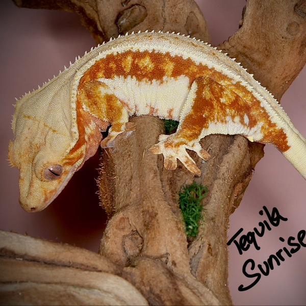 Tequila Sunrise - 0.1 red Tricolor Lilly White - Breeder Release!!
