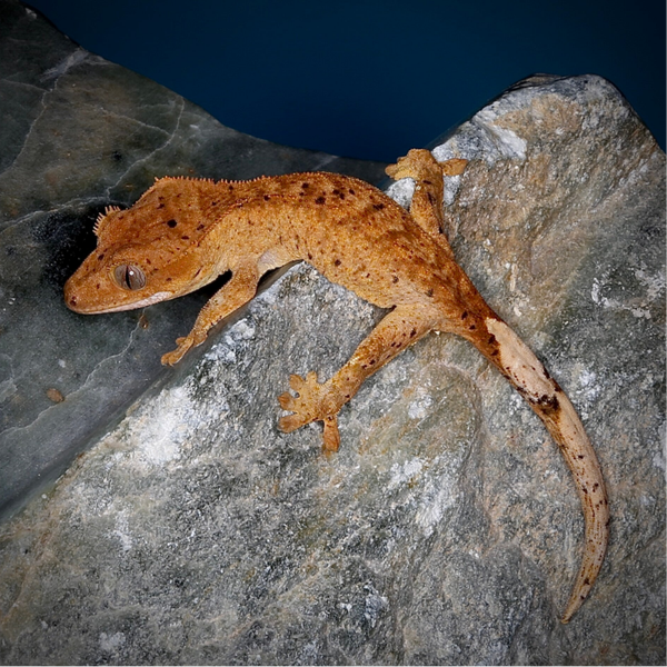 SAPE 9 - 0.0.1 Superdalmatian