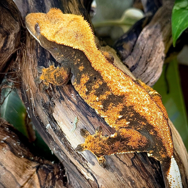 Fox - 0.1. Halloween