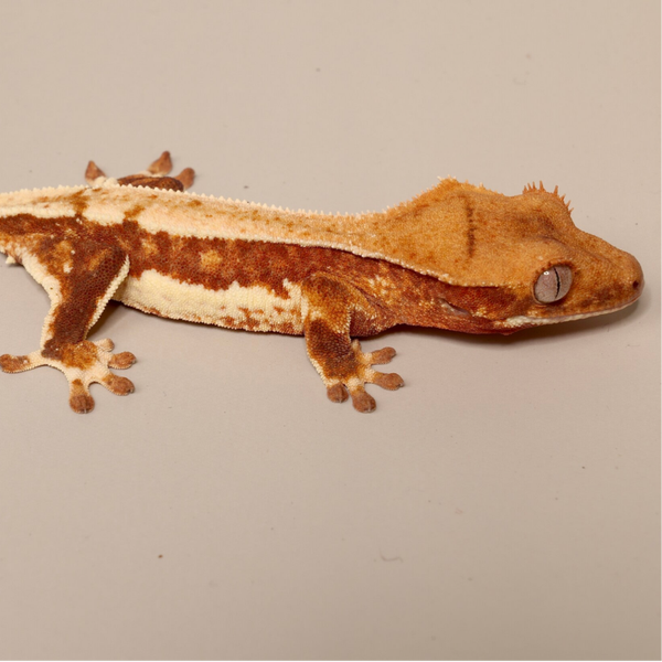 TEKR2 - 0.0.1 Red Tricolor Lilly White