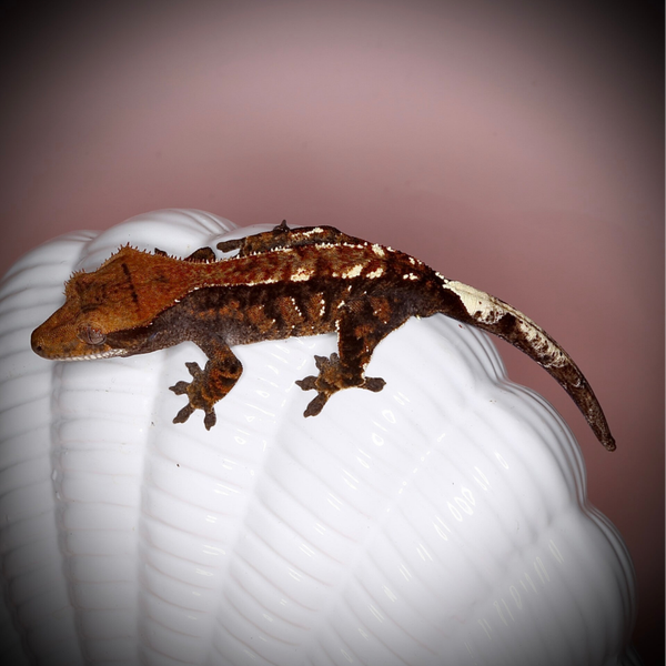 FIKR2 - 1.0 Cappuccino