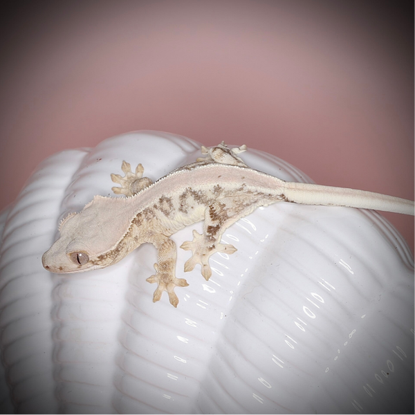 Moon - poss. 0.1 Tricolor Lilly White (poss. High White)