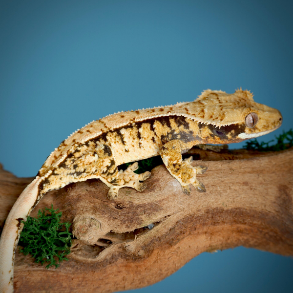 1.0 Tangerine Tricolor Extreme HQ PET ONLY