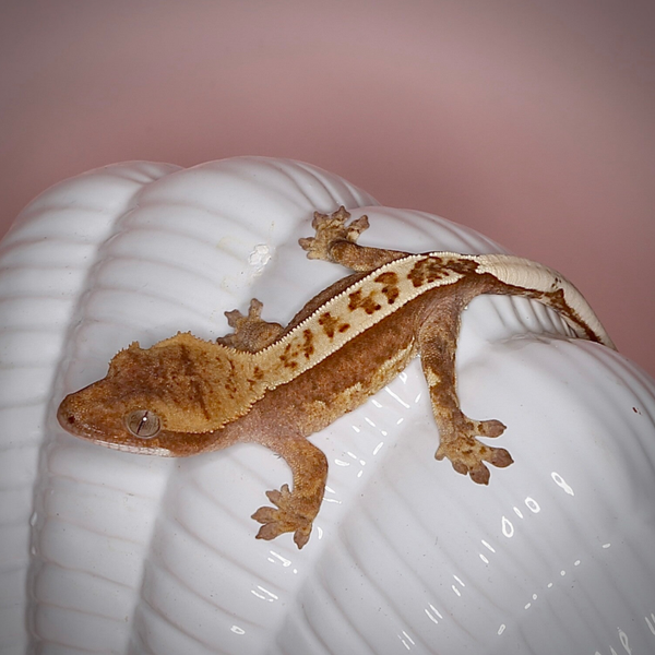 NACL7 - poss.0.1. Red Harlequin