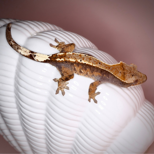 FIKR8 - 0.0.1 Cappuccino with Dal Spots