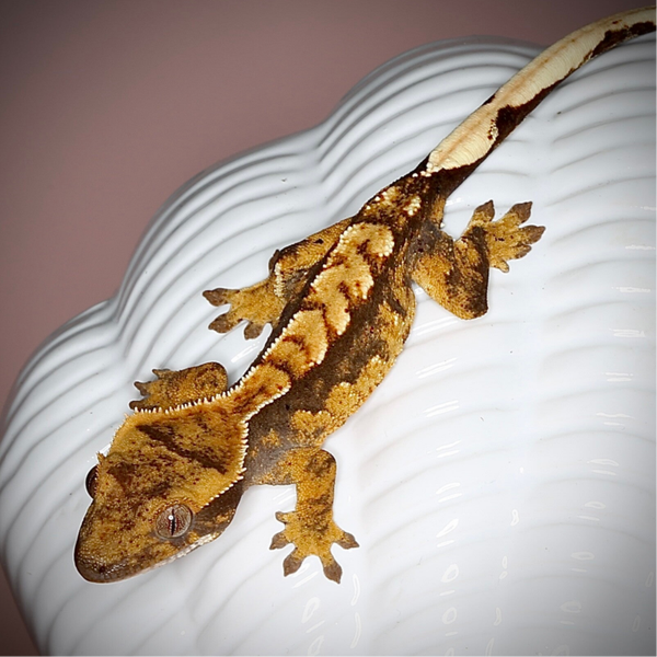 FIKR6 - poss.0.1 dark/orange pattern Harlequin