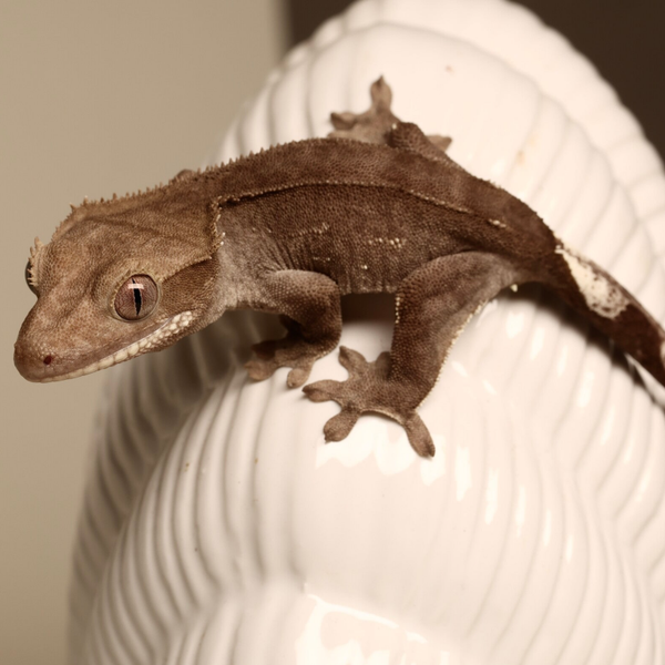 EMKE4 -  poss. 0.1 Phantom Axanthic