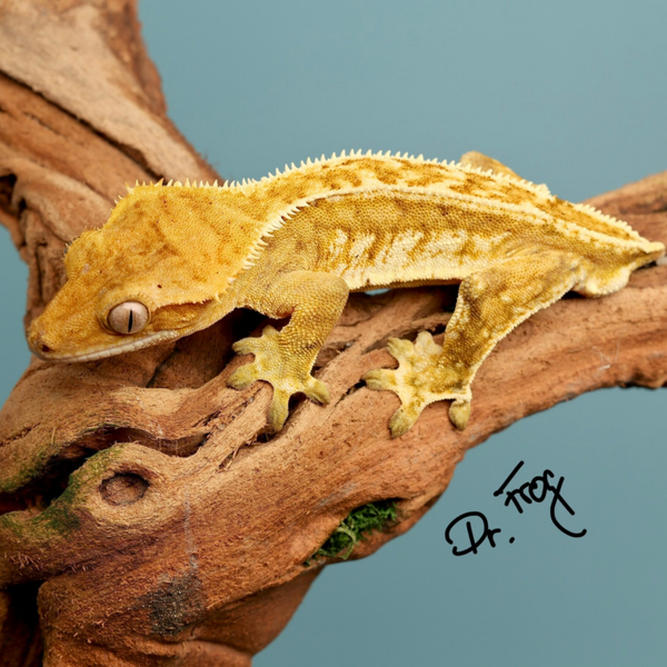 Dr. Frog - 1.0 Yellow Harlequin - Breeder Release!