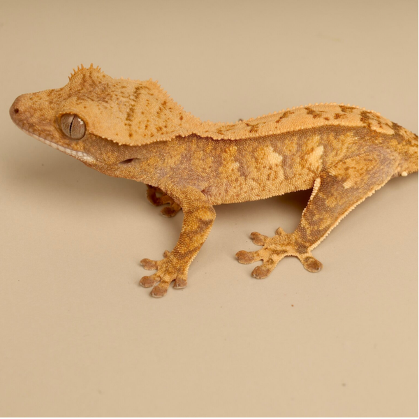 BION4 - 0.0.1 Tricolor Harlequin